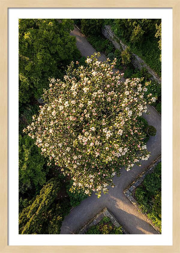 Magnolia Blooms In Springtime