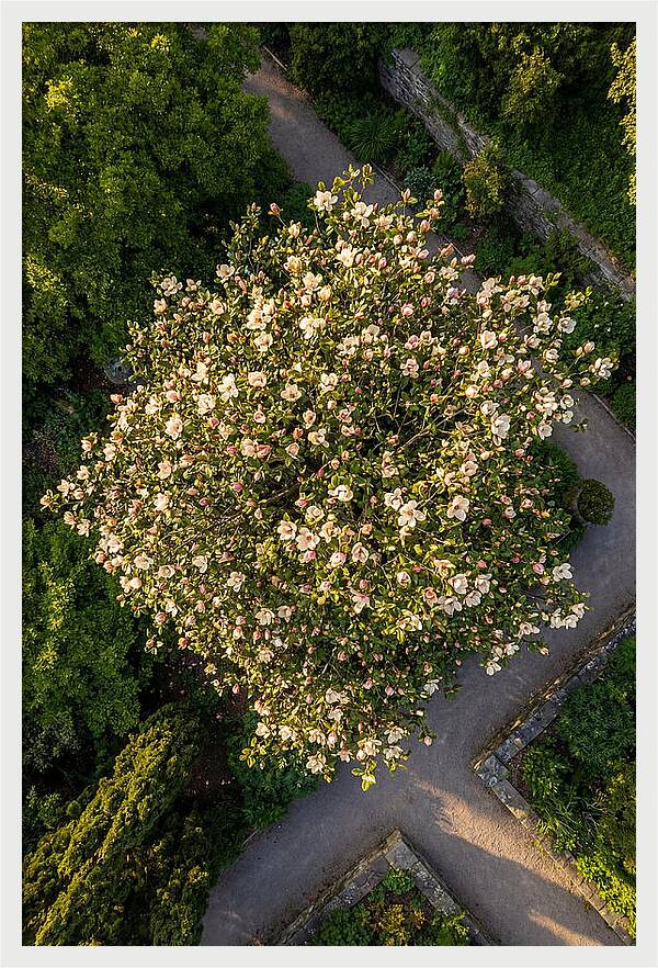 Magnolia Blooms In Springtime