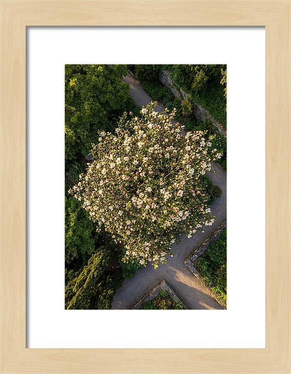 Magnolia Blooms In Springtime