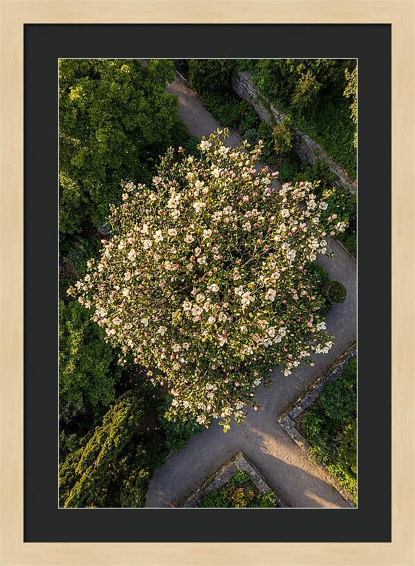Magnolia Blooms In Springtime
