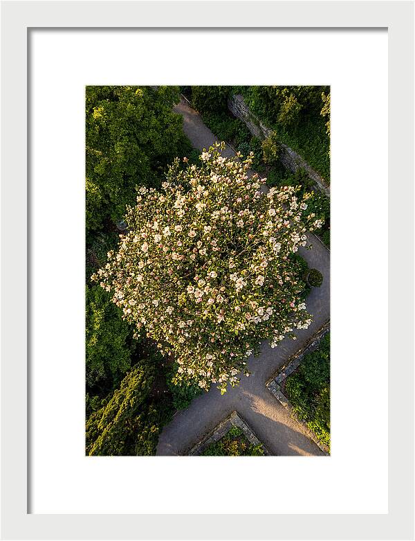 Magnolia Blooms In Springtime