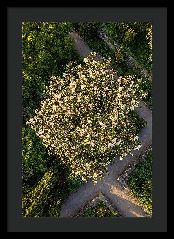 Magnolia Blooms In Springtime