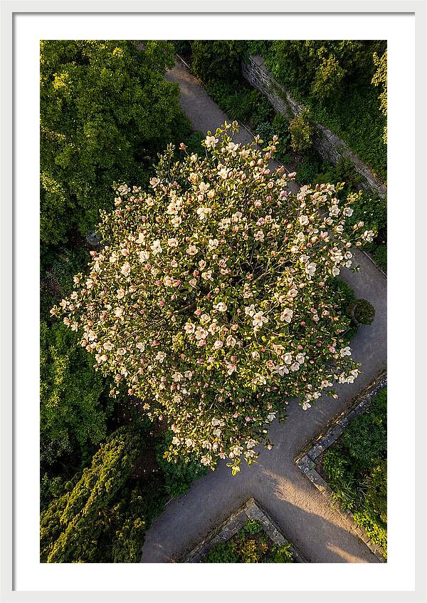 Magnolia Blooms In Springtime