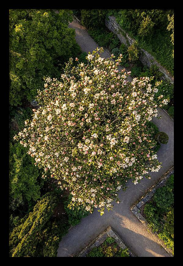 Magnolia Blooms In Springtime