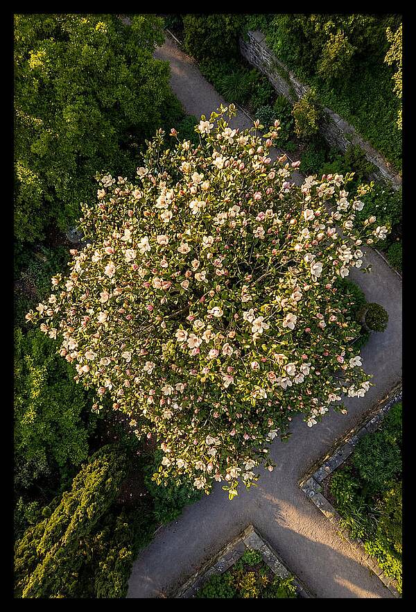 Magnolia Blooms In Springtime