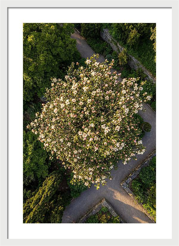 Magnolia Blooms In Springtime