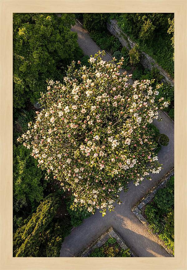 Magnolia Blooms In Springtime