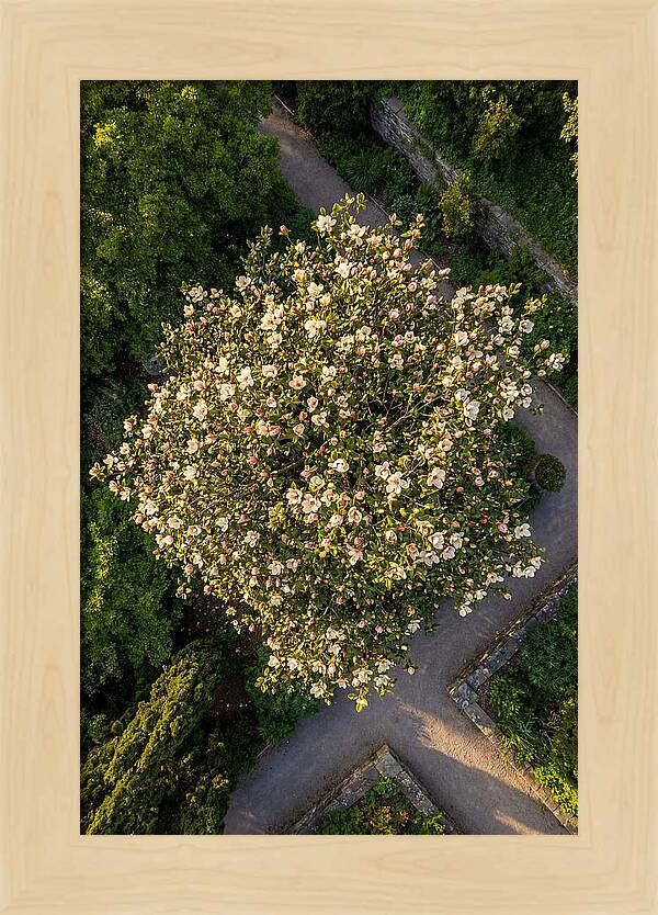 Magnolia Blooms In Springtime