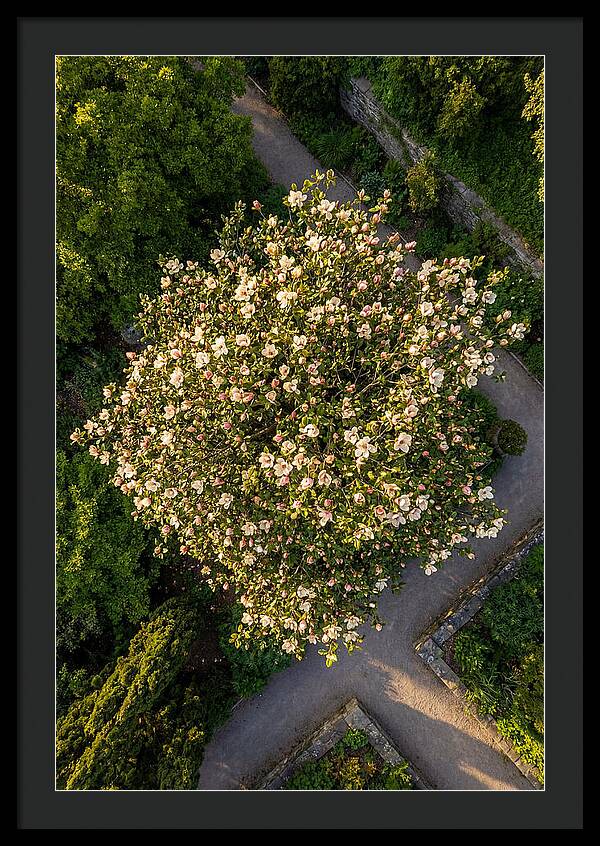Magnolia Blooms In Springtime
