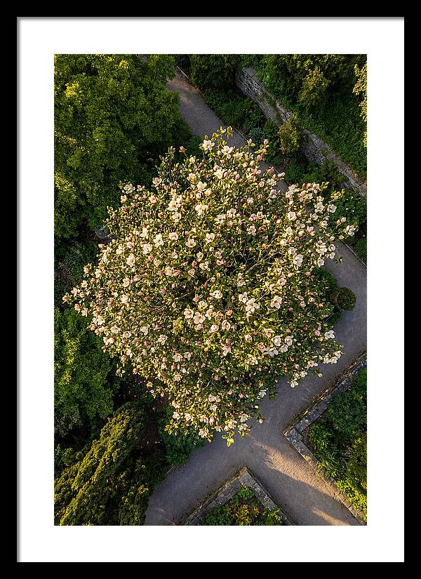 Magnolia Blooms In Springtime