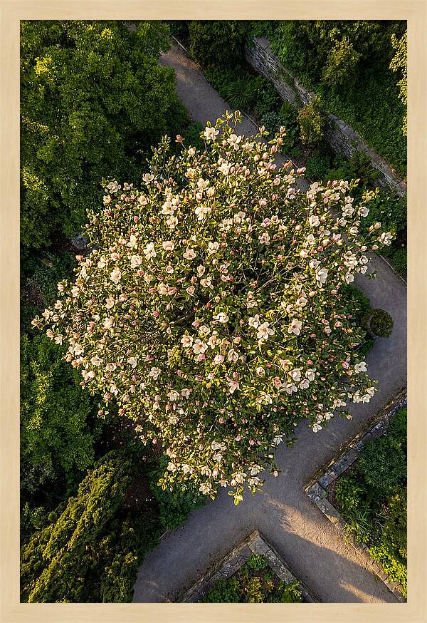 Magnolia Blooms In Springtime