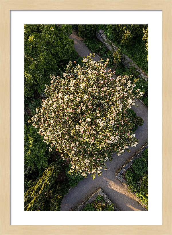 Magnolia Blooms In Springtime