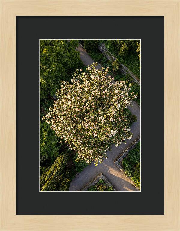 Magnolia Blooms In Springtime