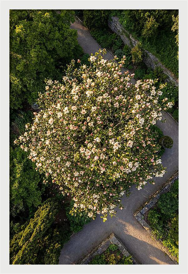 Magnolia Blooms In Springtime
