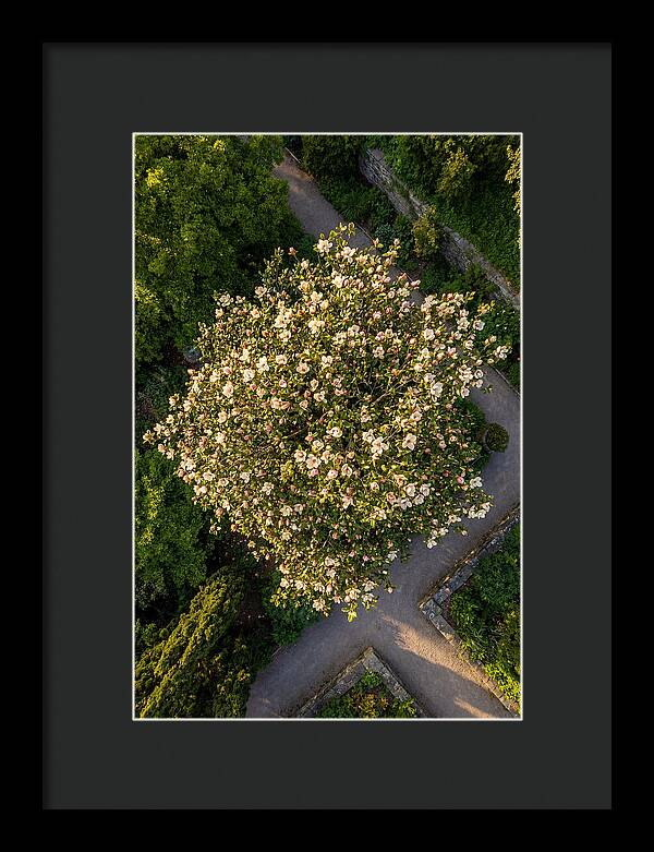 Magnolia Blooms In Springtime
