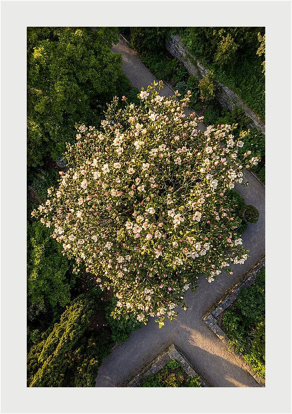 Magnolia Blooms In Springtime