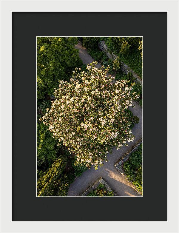 Magnolia Blooms In Springtime
