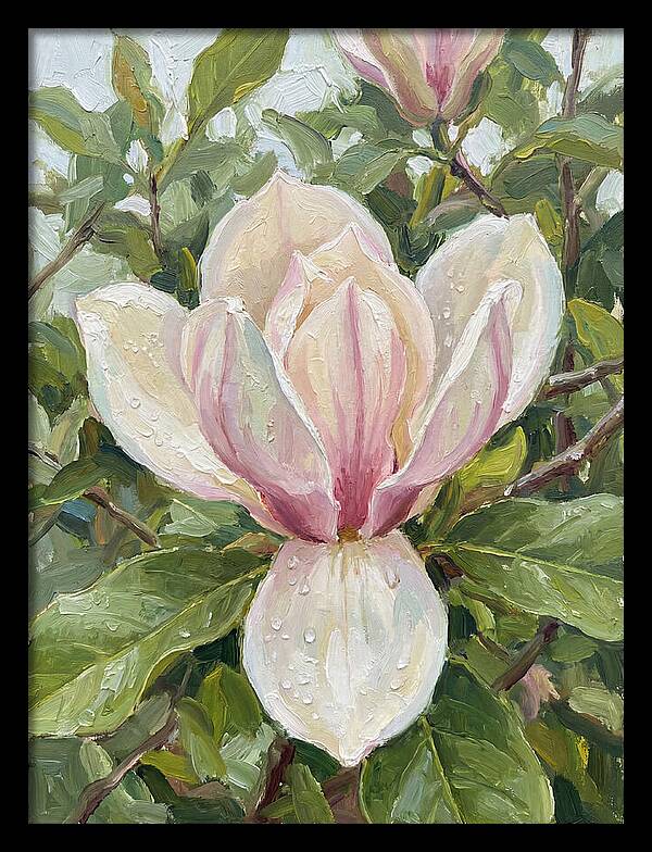 Magnolia Blossom In Bloom