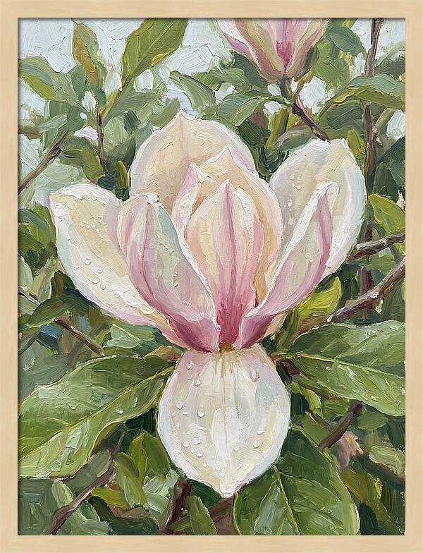 Magnolia Blossom In Bloom