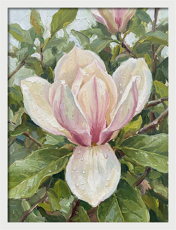 Magnolia Blossom In Bloom