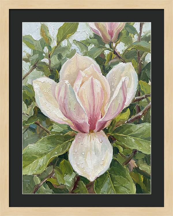 Magnolia Blossom In Bloom