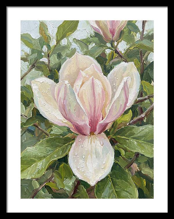 Magnolia Blossom In Bloom