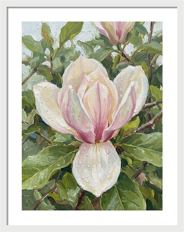 Magnolia Blossom In Bloom