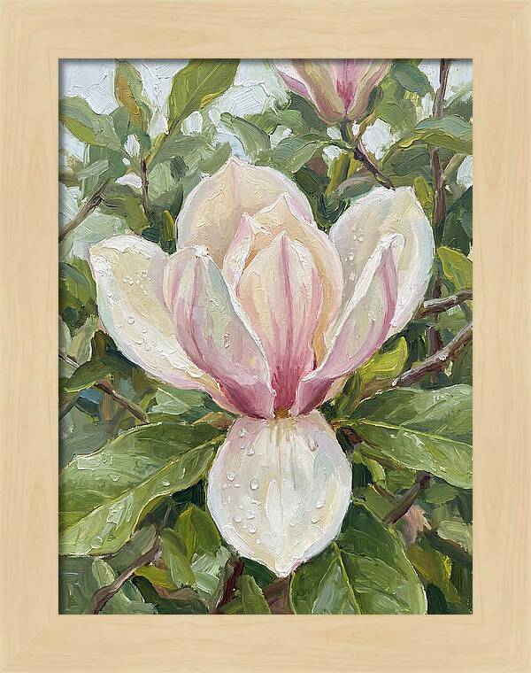Magnolia Blossom In Bloom