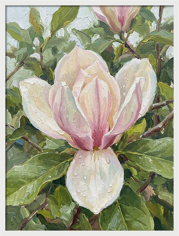Magnolia Blossom In Bloom