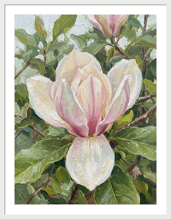 Magnolia Blossom In Bloom