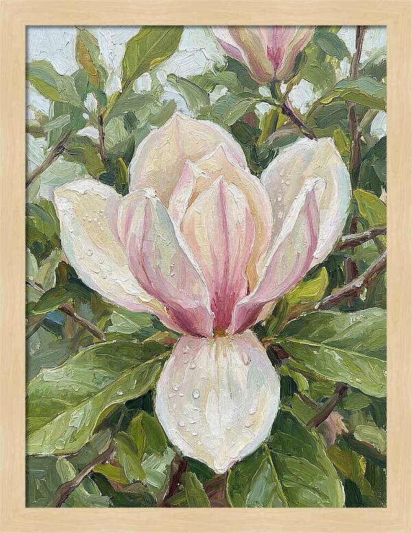 Magnolia Blossom In Bloom