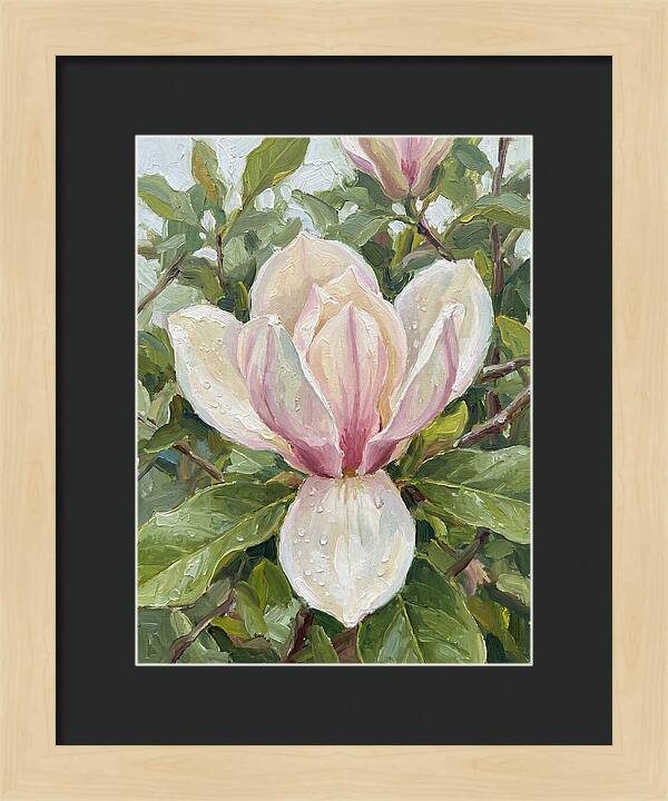 Magnolia Blossom In Bloom