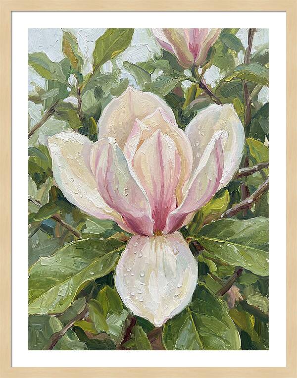 Magnolia Blossom In Bloom
