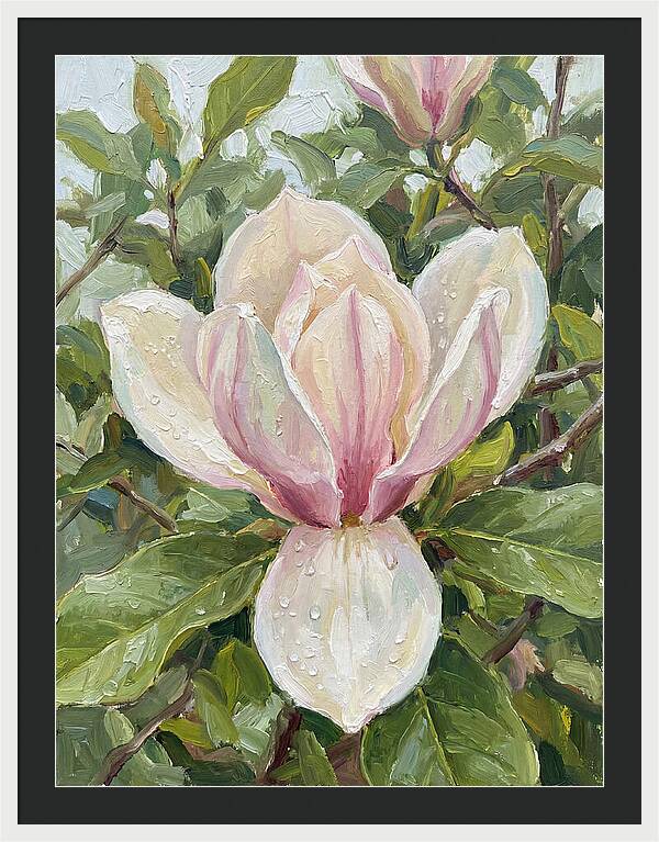 Magnolia Blossom In Bloom