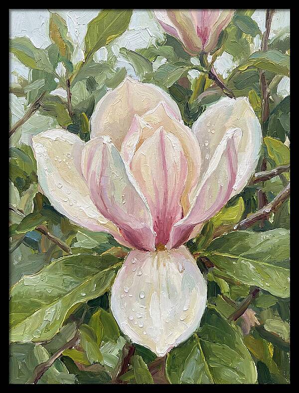 Magnolia Blossom In Bloom