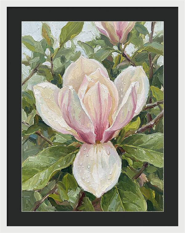 Magnolia Blossom In Bloom