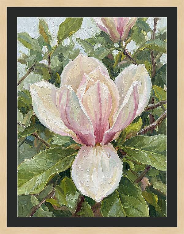 Magnolia Blossom In Bloom