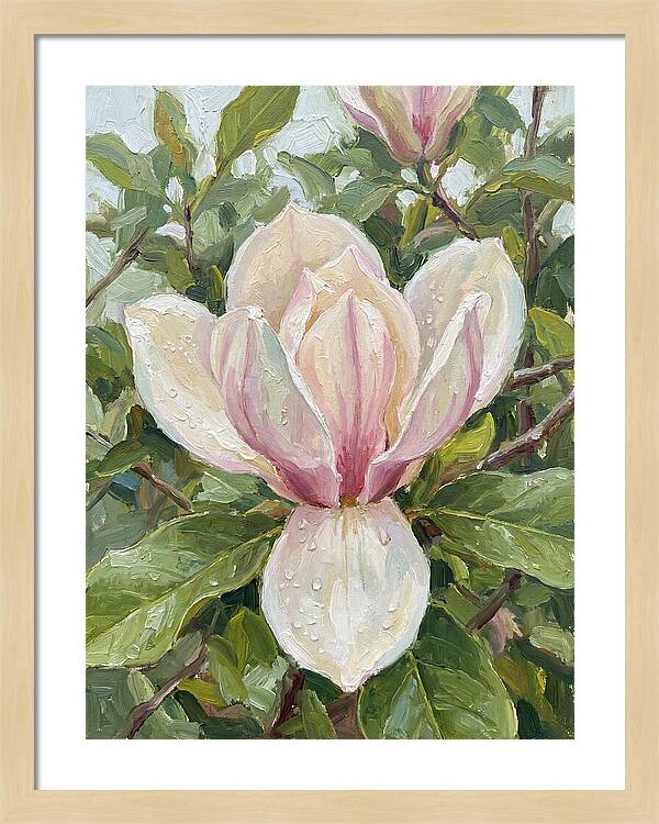 Magnolia Blossom In Bloom