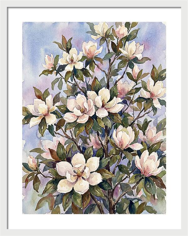 Magnolia Blossoms In Bloom