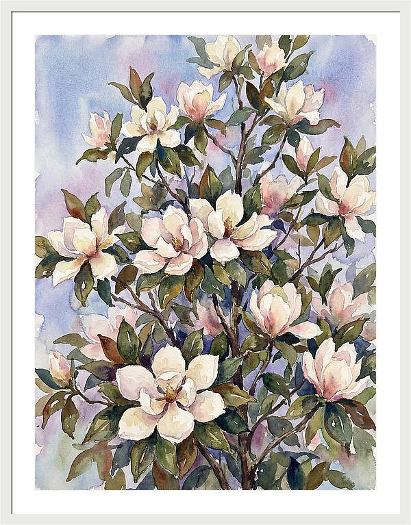 Magnolia Blossoms In Bloom