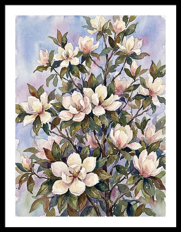 Magnolia Blossoms In Bloom