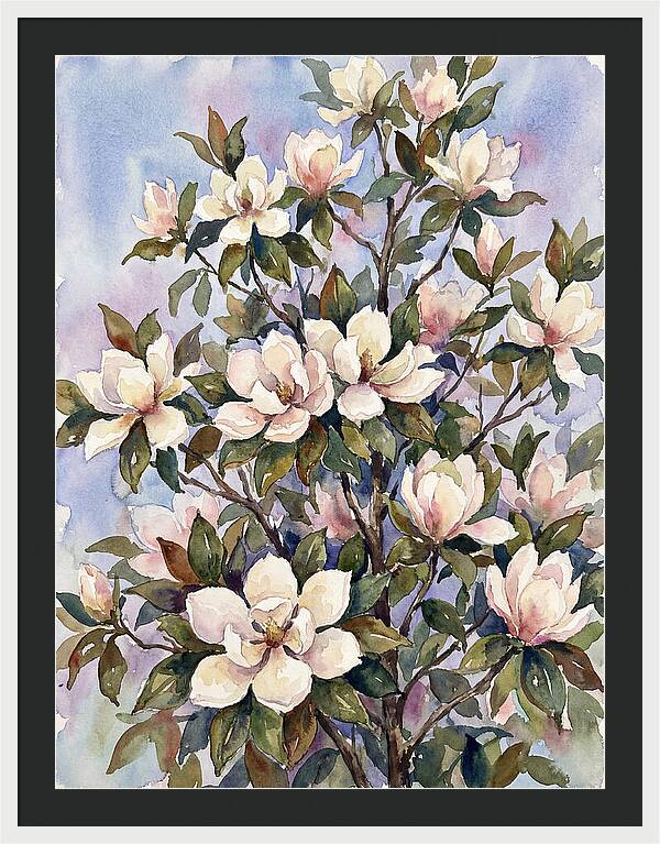 Magnolia Blossoms In Bloom