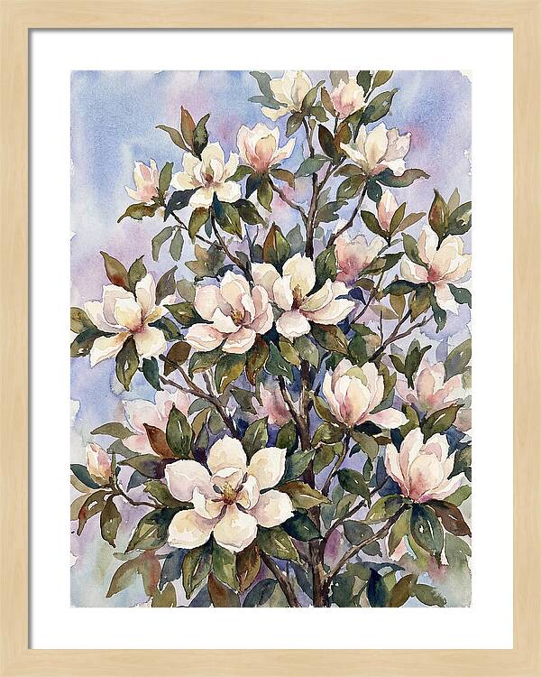 Magnolia Blossoms In Bloom