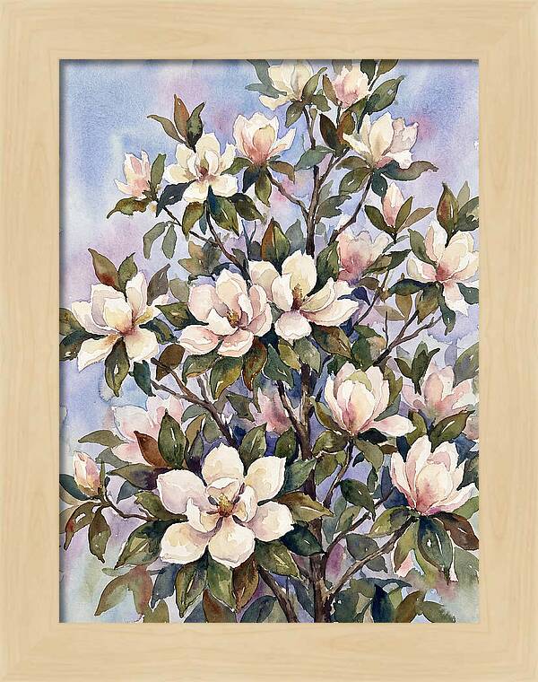 Magnolia Blossoms In Bloom