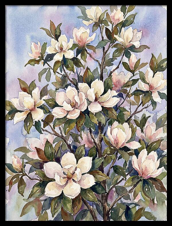Magnolia Blossoms In Bloom