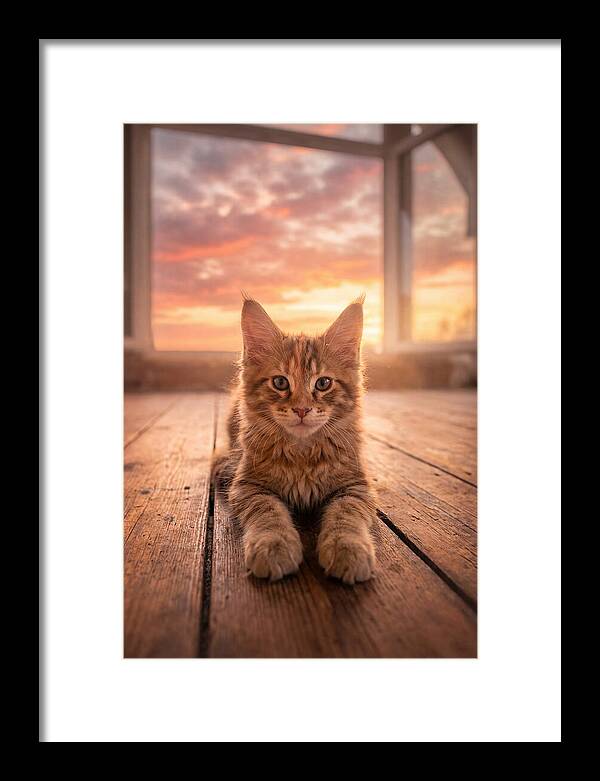 Maine Coon Kitten At Sunset