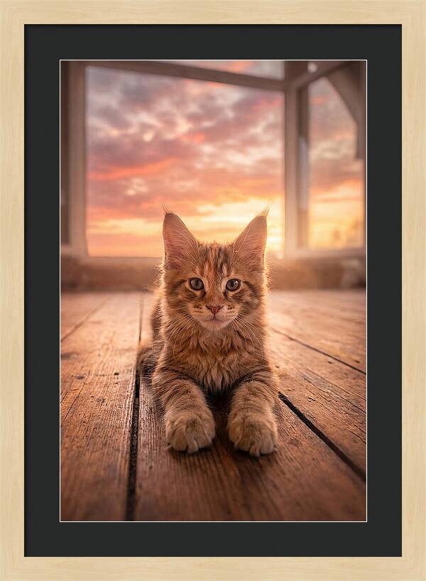 Maine Coon Kitten At Sunset