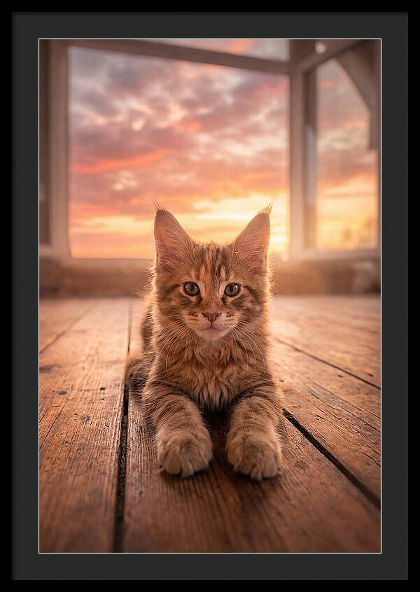 Maine Coon Kitten At Sunset