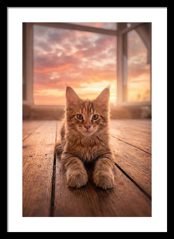 Maine Coon Kitten At Sunset