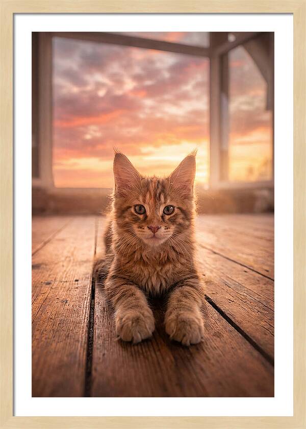 Maine Coon Kitten At Sunset